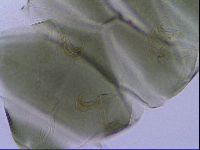 Echiniscus viridis image