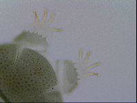 Echiniscus viridis image
