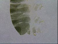 Echiniscus viridis image