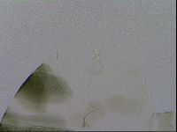 Echiniscus viridis image