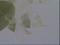 Echiniscus viridis image