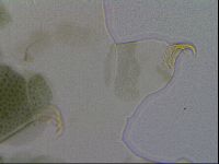 Echiniscus viridis image
