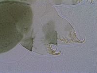 Echiniscus viridis image