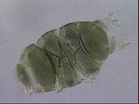 Echiniscus viridis image