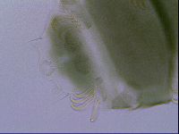 Echiniscus viridis image