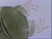 Echiniscus viridis image