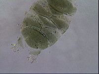 Echiniscus viridis image