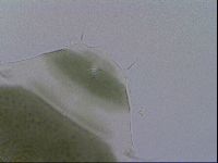 Echiniscus viridis image