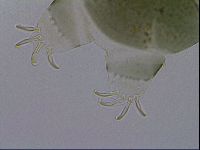 Echiniscus viridis image