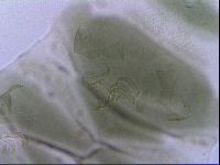 Echiniscus viridis image