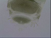 Echiniscus viridis image