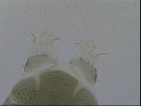 Echiniscus viridis image