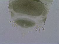 Echiniscus viridis image