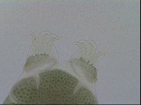 Echiniscus viridis image