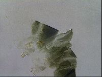 Echiniscus viridis image