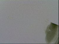 Echiniscus viridis image