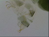 Echiniscus viridis image