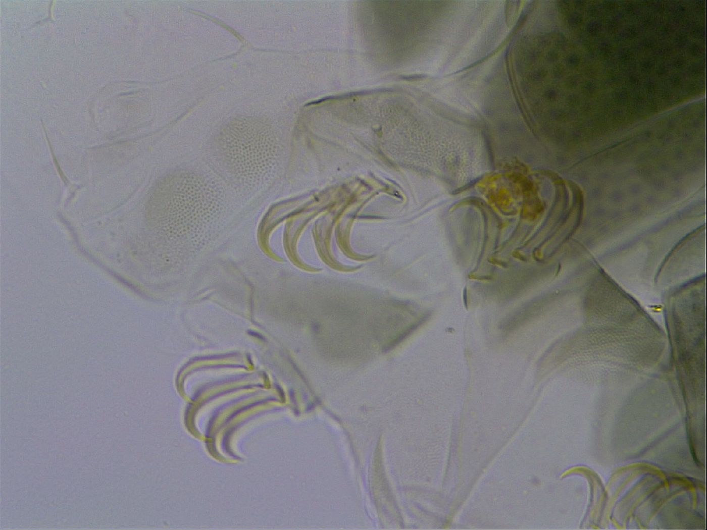 Echiniscus viridis image