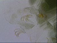 Echiniscus viridis image