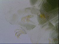 Echiniscus viridis image