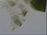 Echiniscus viridis image