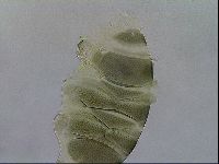 Echiniscus viridis image