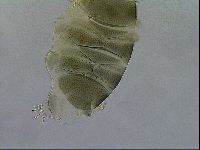 Echiniscus viridis image