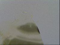 Echiniscus viridis image