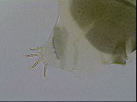 Echiniscus viridis image