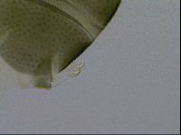 Echiniscus viridis image