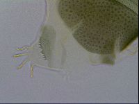 Echiniscus viridis image