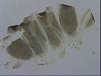 Echiniscus viridis image