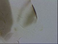 Echiniscus viridis image