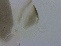 Echiniscus viridis image