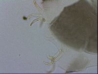 Echiniscus viridis image