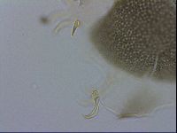 Echiniscus viridis image