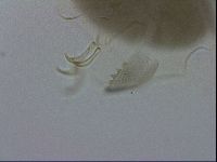 Echiniscus viridis image