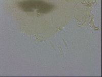 Echiniscus viridis image