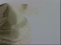 Echiniscus viridis image