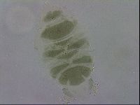 Echiniscus viridis image