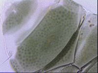 Echiniscus viridis image