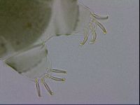 Echiniscus viridis image