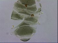 Echiniscus viridis image