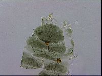 Echiniscus viridis image
