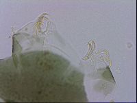 Echiniscus viridis image
