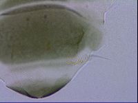 Echiniscus viridis image