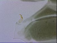 Echiniscus viridis image