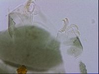 Echiniscus viridis image