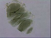 Echiniscus viridis image
