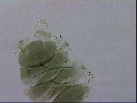 Echiniscus viridis image